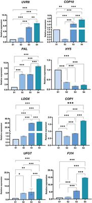 Identification and Analysis of Long Non-Coding RNAs Related to UV-B-Induced Anthocyanin Biosynthesis During Blood-Fleshed Peach (Prunus persica) Ripening